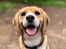 Biscuit the beagle