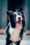 Pepper the border collie