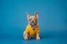 French bulldog in a yellow sweater