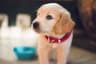 Mango the golden retriever puppy