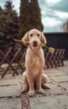 Golden retriever puppy boarded at Sunny Tails