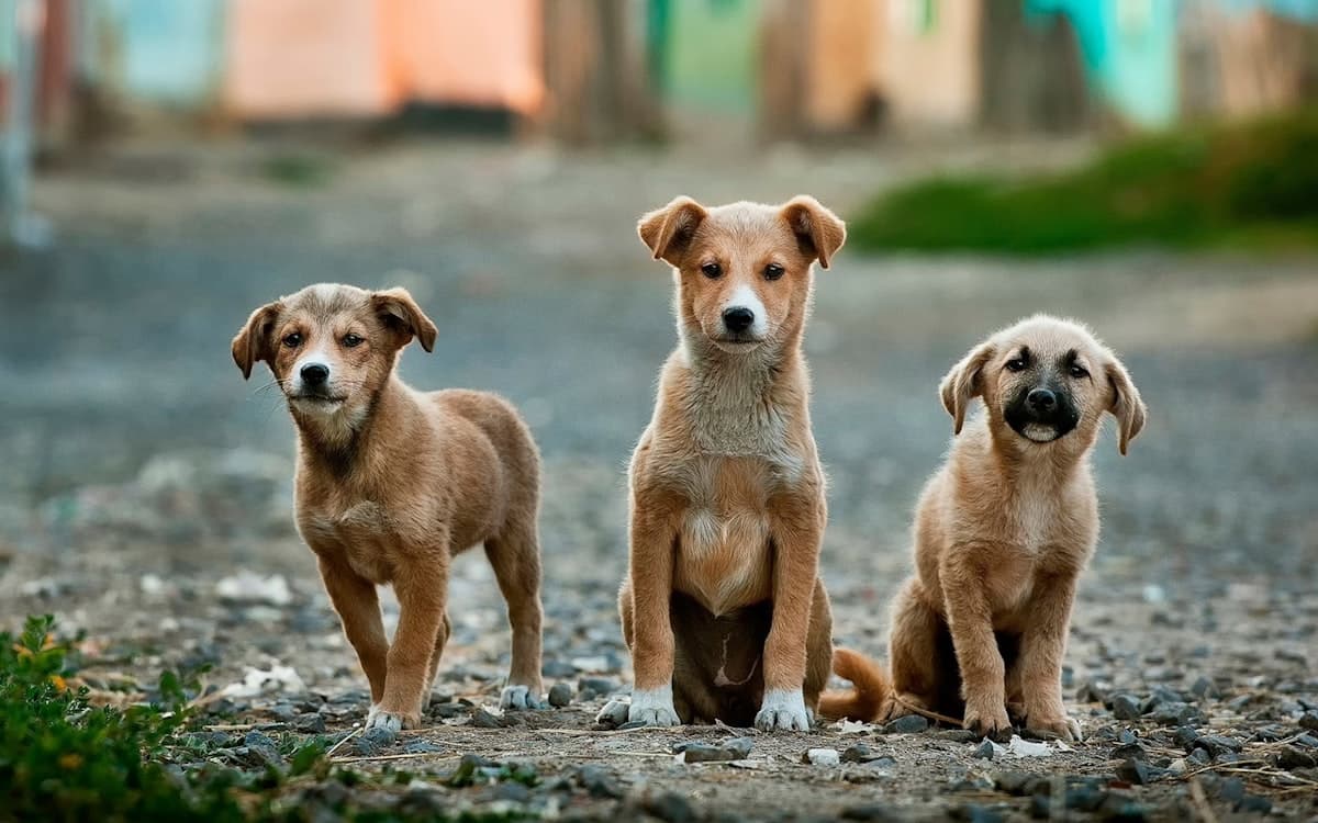 Three young puppies sitting together, waiting for their new families