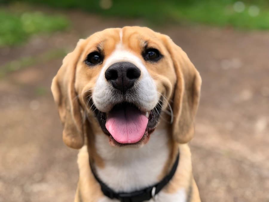 Beagle with a black collar smiling at the camera