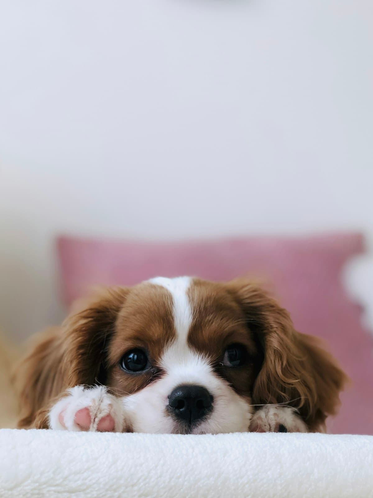 Cavalier puppy resting on a cozy bed at a boarding lounge