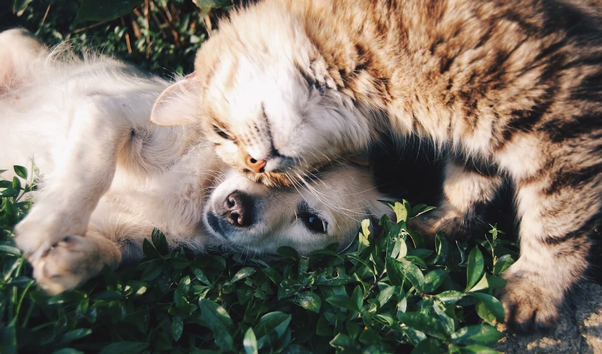 A cat and a dog cuddling together in the grass