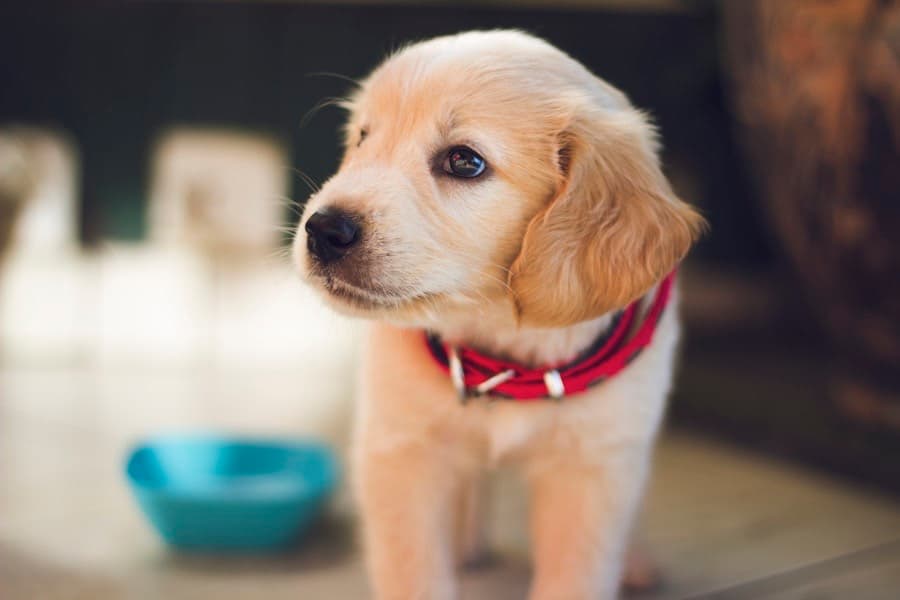 Cream golden retriever puppy in a red collar