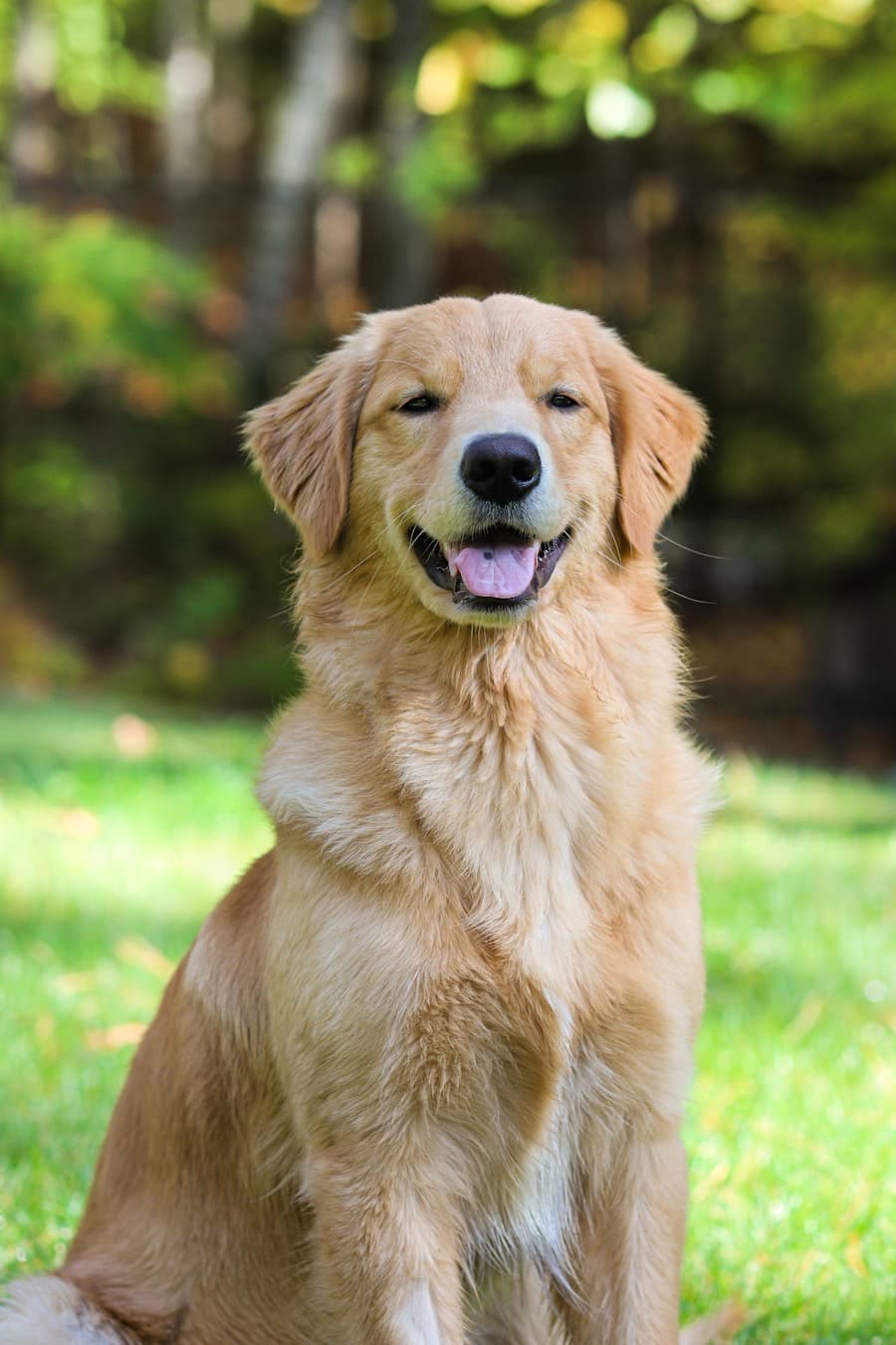 Golden retriever waiting for adoption in a garden