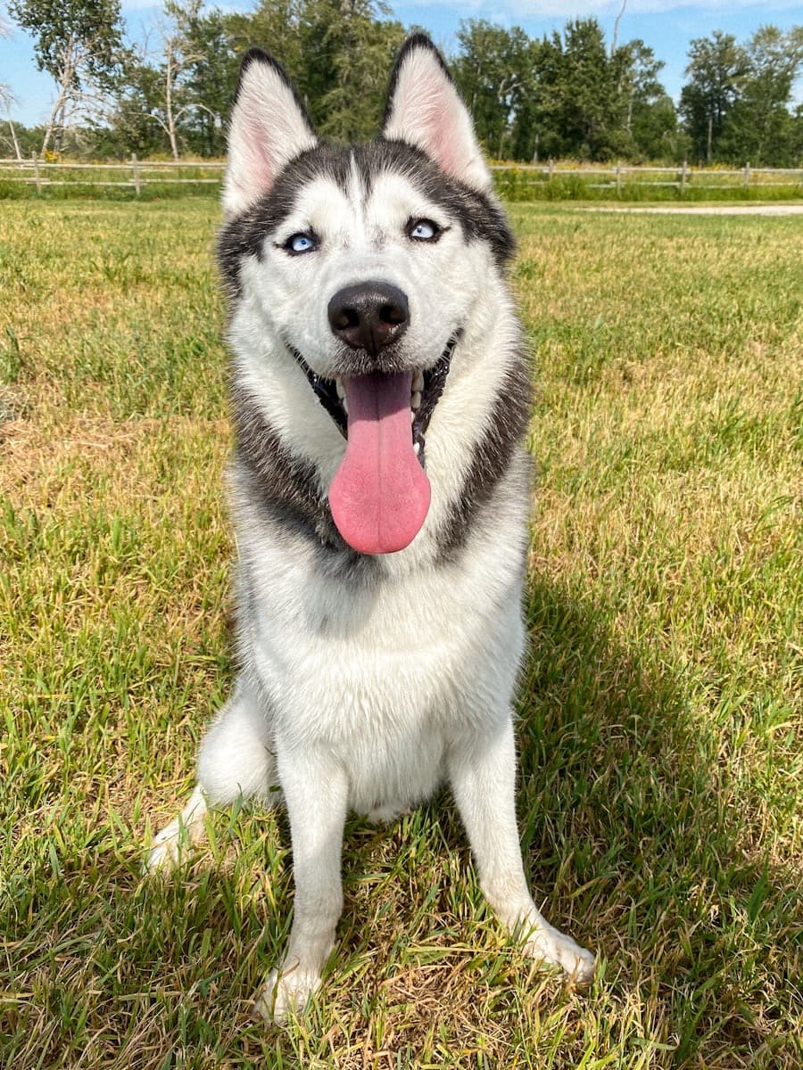 Siberian husky sitting in a grassy field