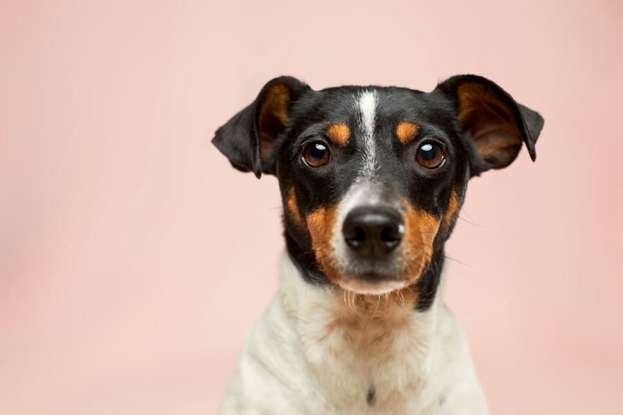Jack russell terrier in care at Whisker Manor