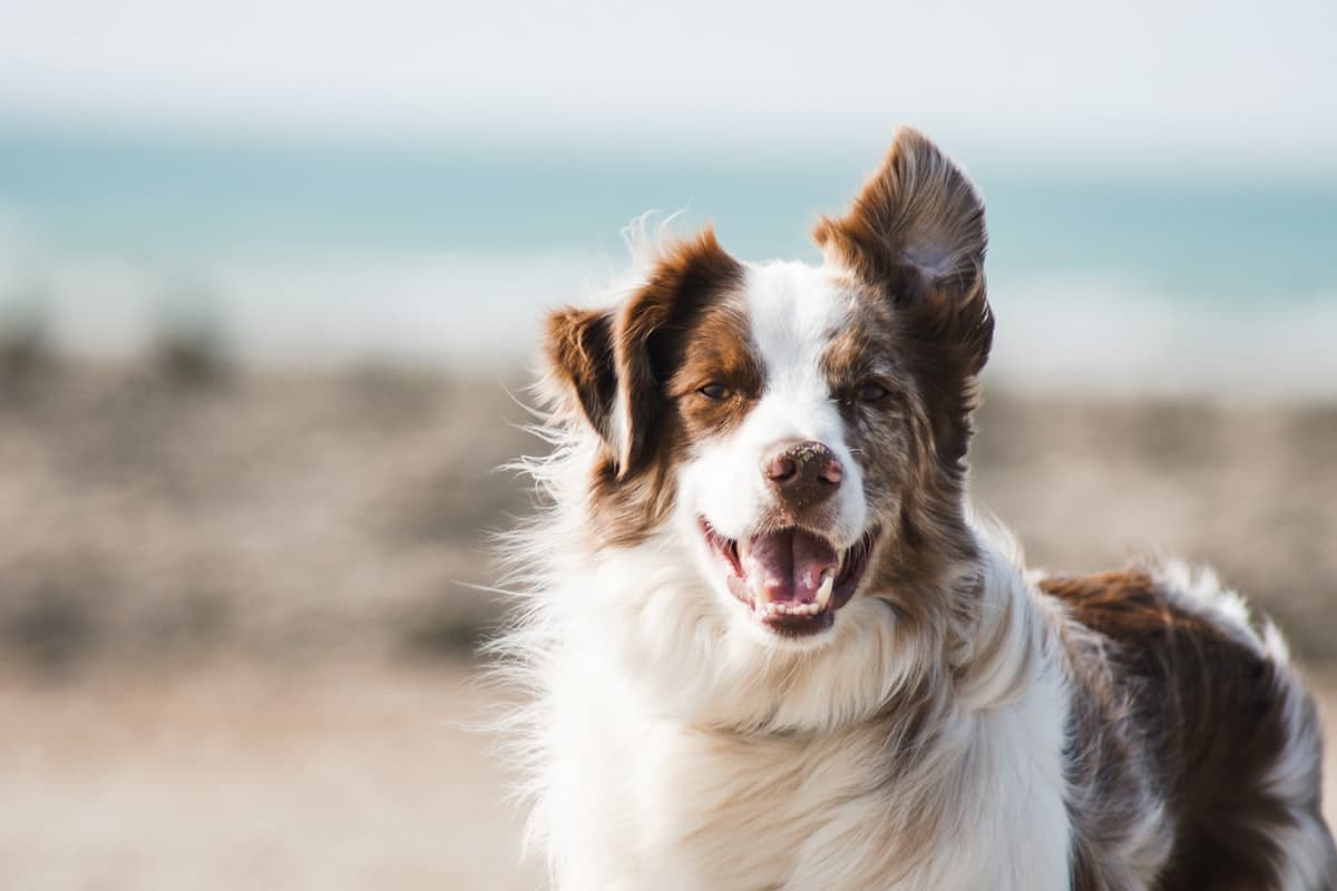 Australian shepherd at the beach with Maple & Mutt