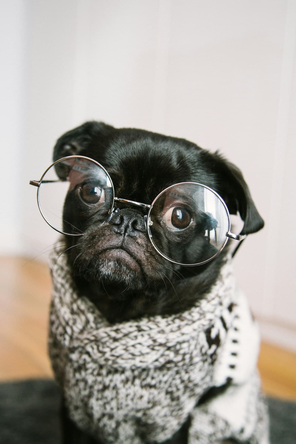 Pug in a knitted scarf relaxing indoors at Sunny Tails, Brooklyn