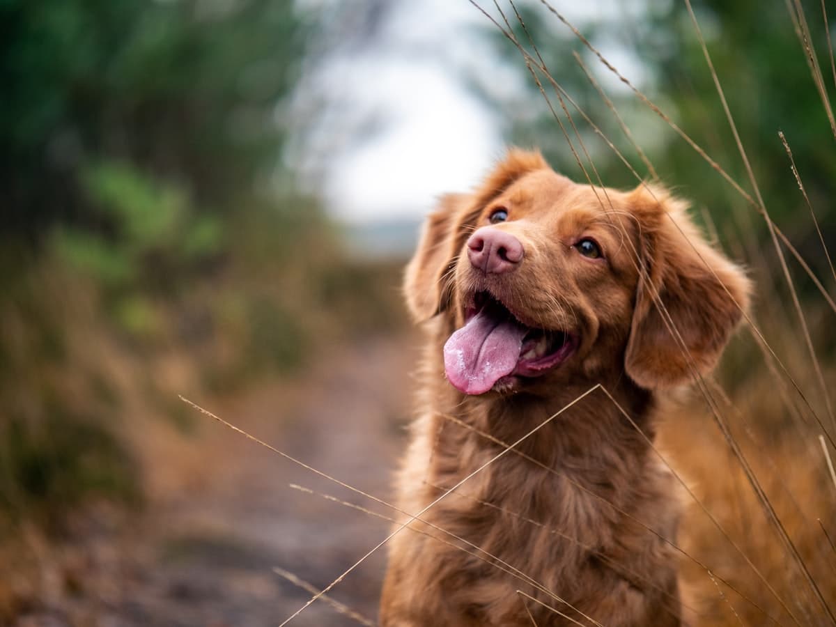 Happy retriever on a trail walk with Hop Haven daycare