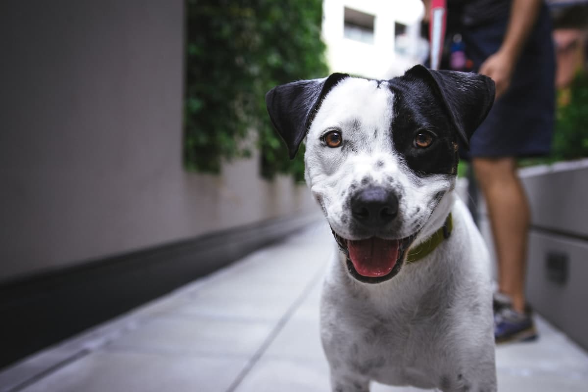 Dog on a daily walk with its caretaker at Paw Lodge