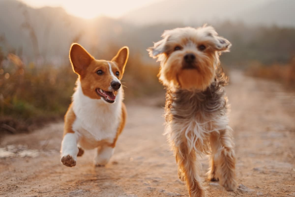 Two happy dogs running down a path together at sunset